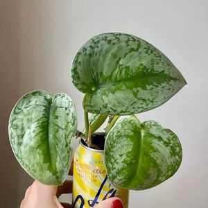 silver satin pothos plant cuttings